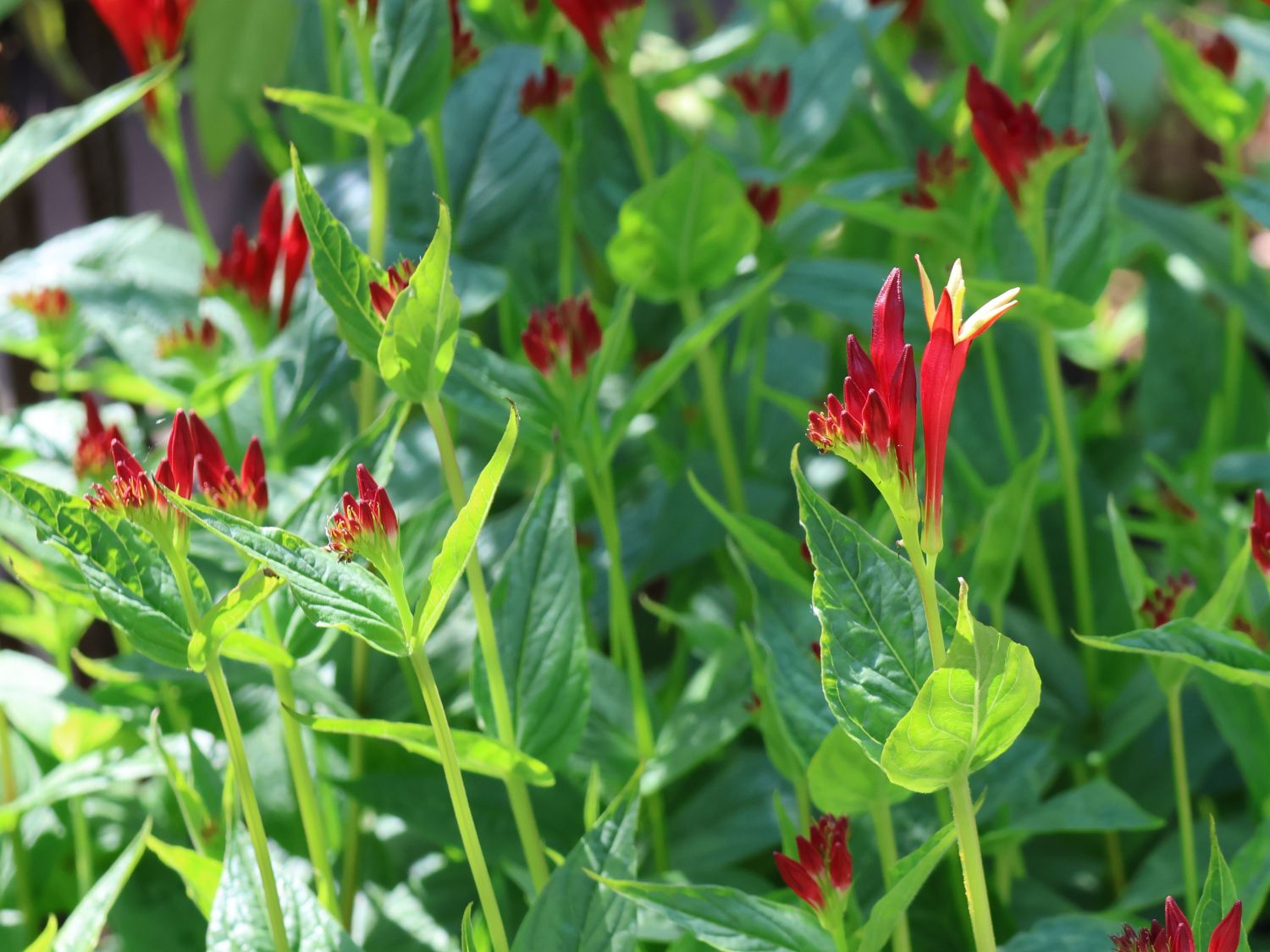 Feuerenzian 'Little Redhead' - Spigelia marilandica 'Little Redhead'