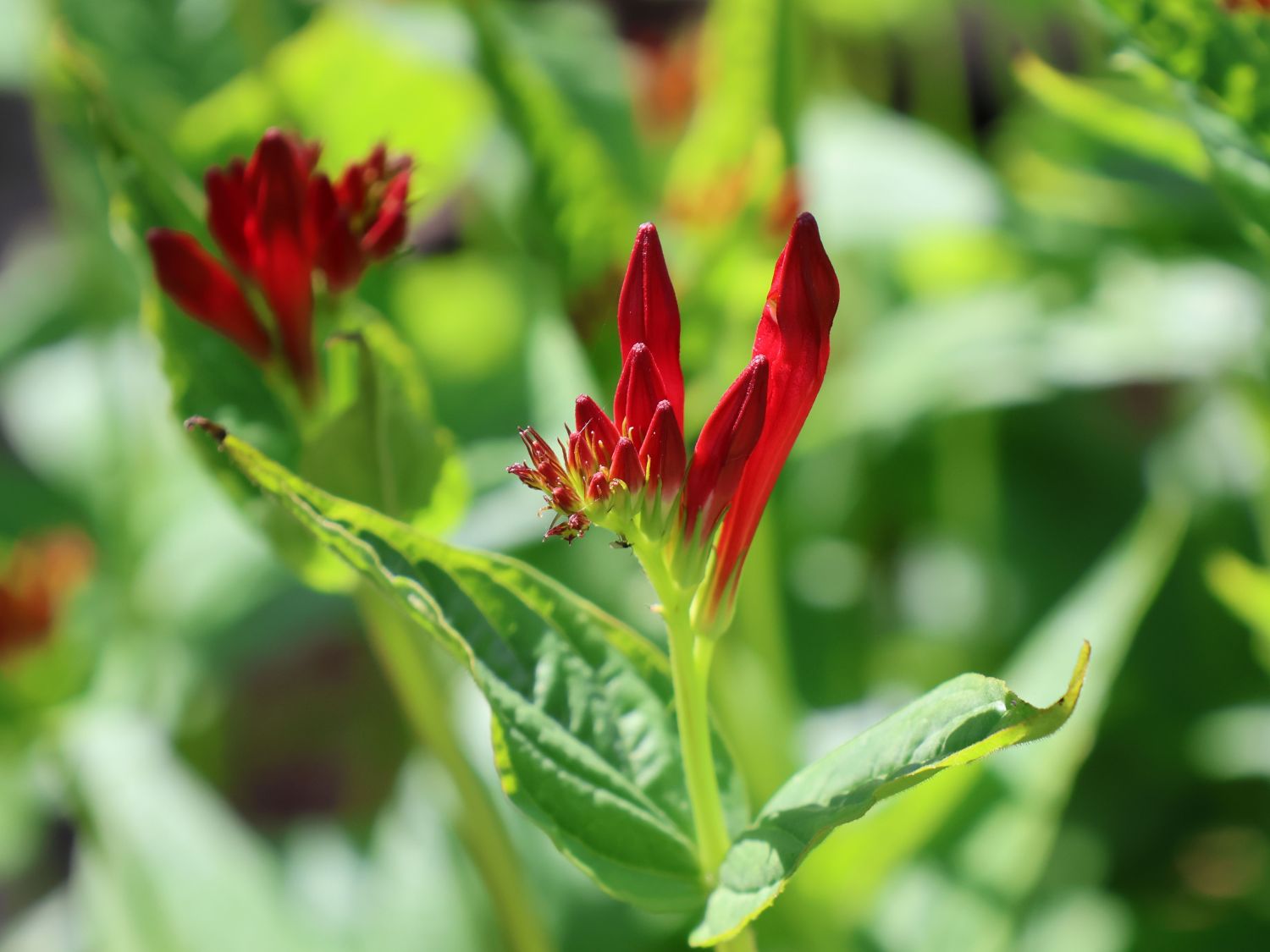 Feuerenzian 'Little Redhead' - Spigelia marilandica 'Little Redhead'