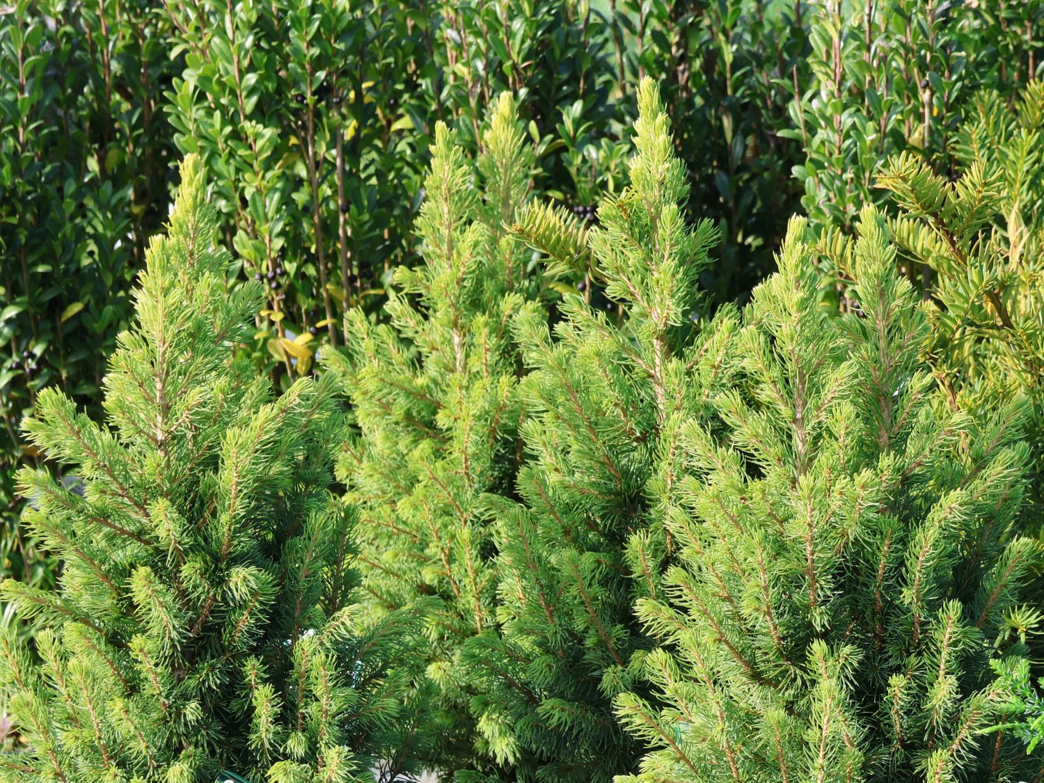 Fichte 'Rainbow's End'