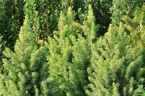 Fichte 'Rainbow's End' - Picea glauca 'Rainbow's End'