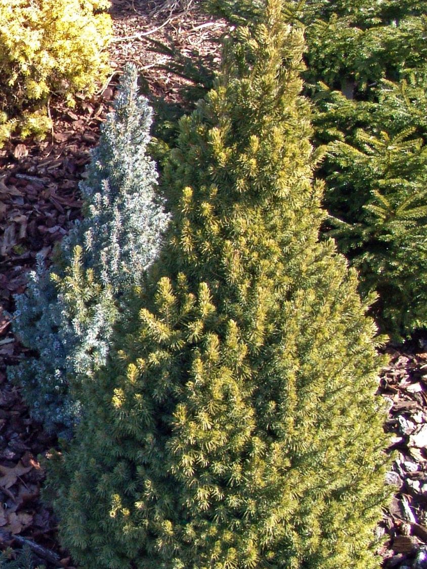 Fichte 'Rainbow's End' - Picea glauca 'Rainbow's End'