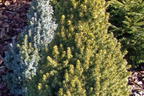 Fichte 'Rainbow's End' - Picea glauca 'Rainbow's End'