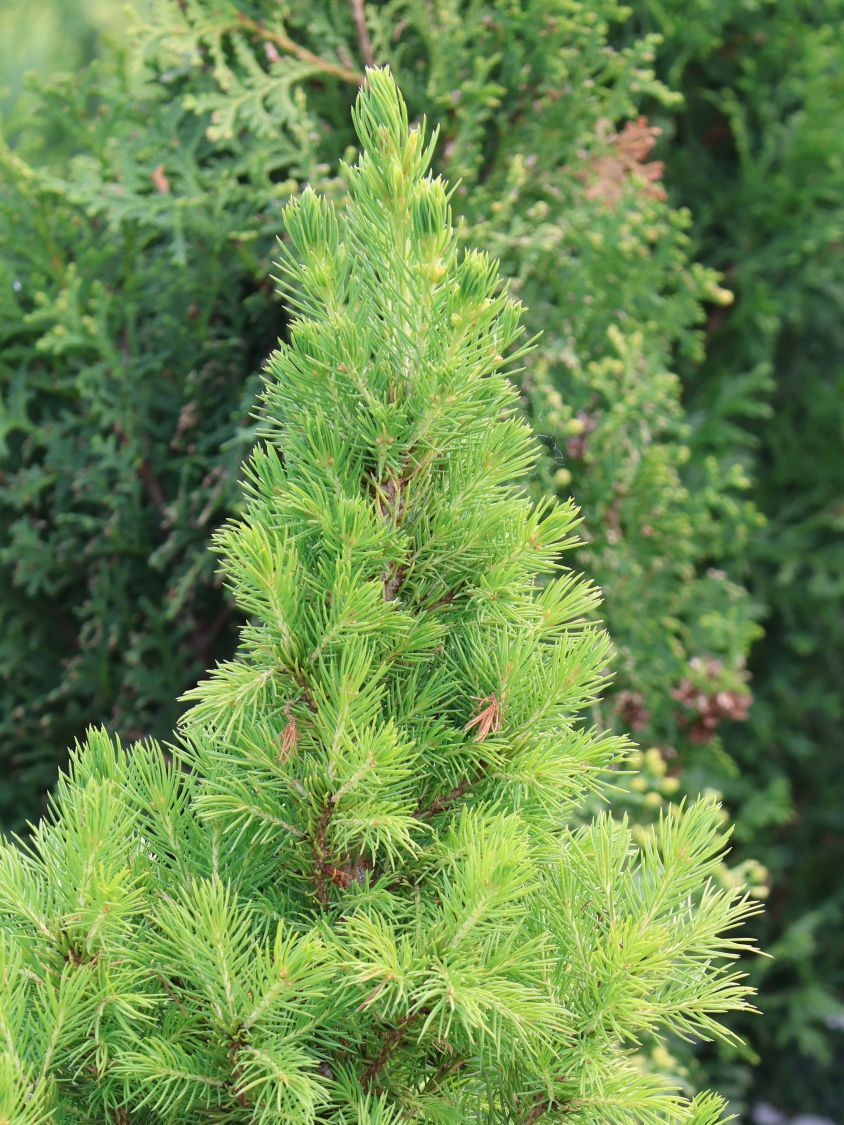 Fichte 'Rainbow's End' - Picea glauca 'Rainbow's End'