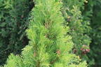 Fichte 'Rainbow's End' - Picea glauca 'Rainbow's End'