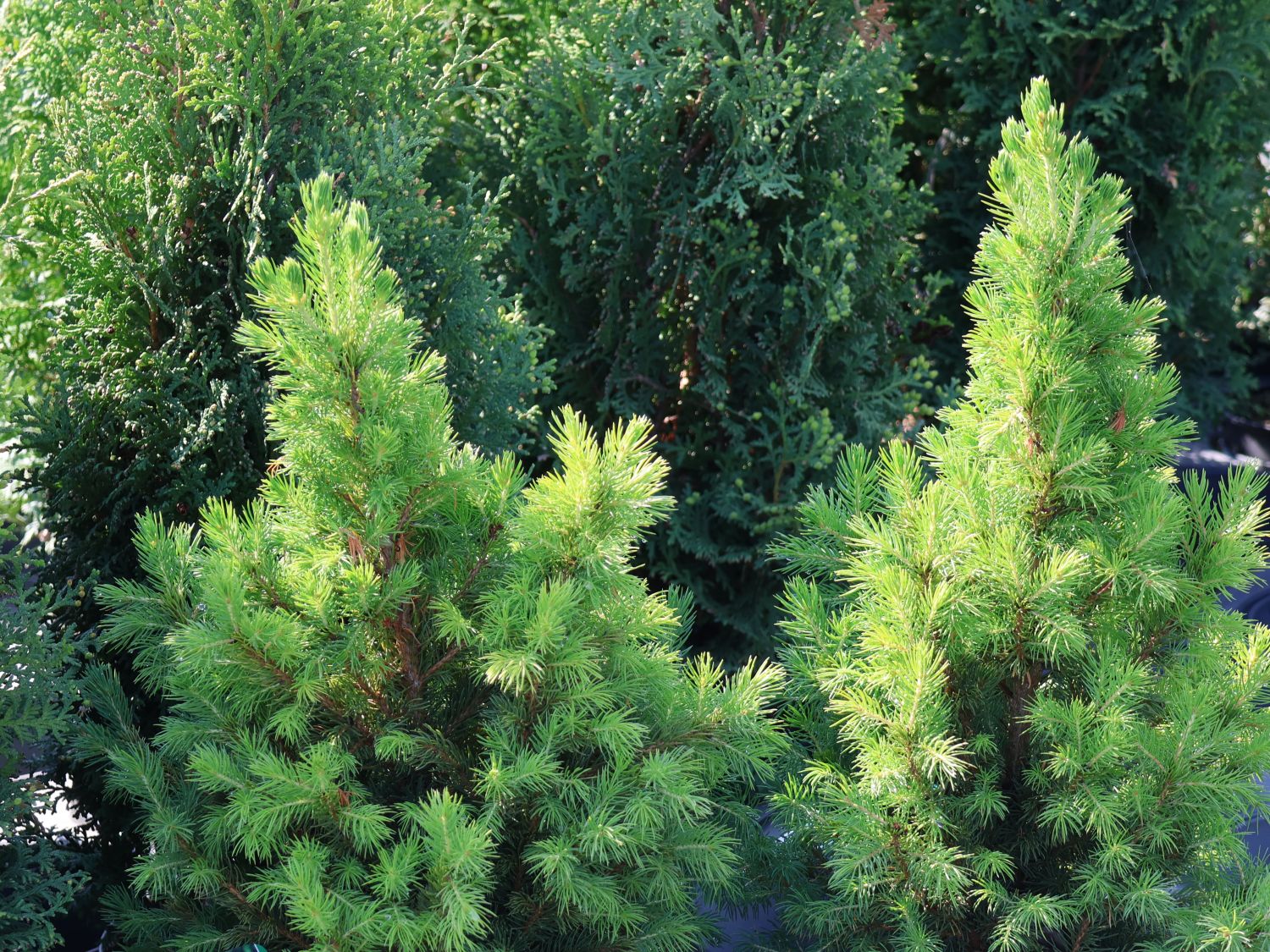 Fichte 'Rainbow's End' - Picea glauca 'Rainbow's End'