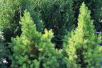Fichte 'Rainbow's End' - Picea glauca 'Rainbow's End'