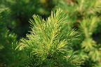 Fichte 'Rainbow's End' - Picea glauca 'Rainbow's End'