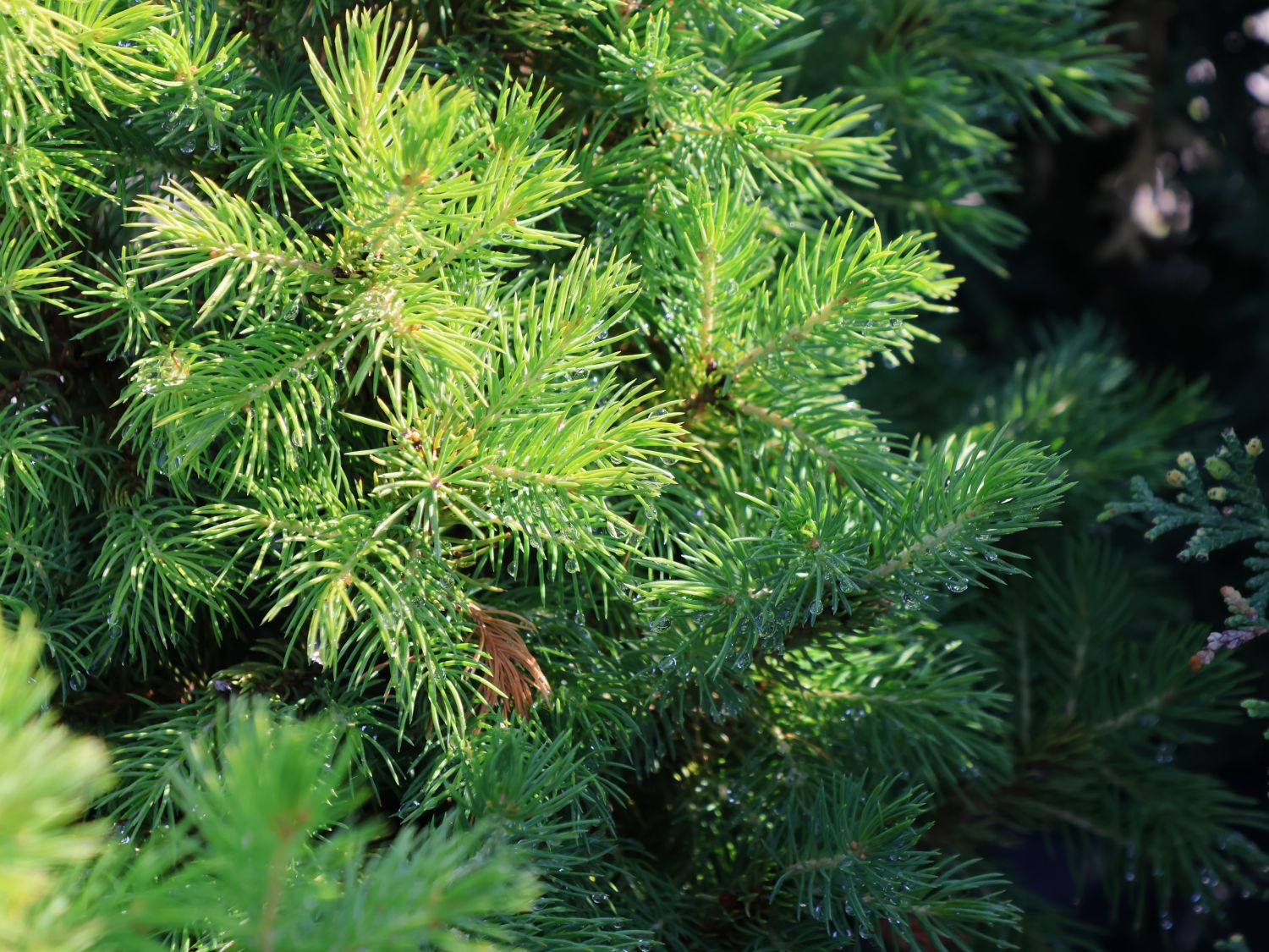 Fichte 'Rainbow's End' - Picea glauca 'Rainbow's End'