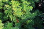 Fichte 'Rainbow's End' - Picea glauca 'Rainbow's End'