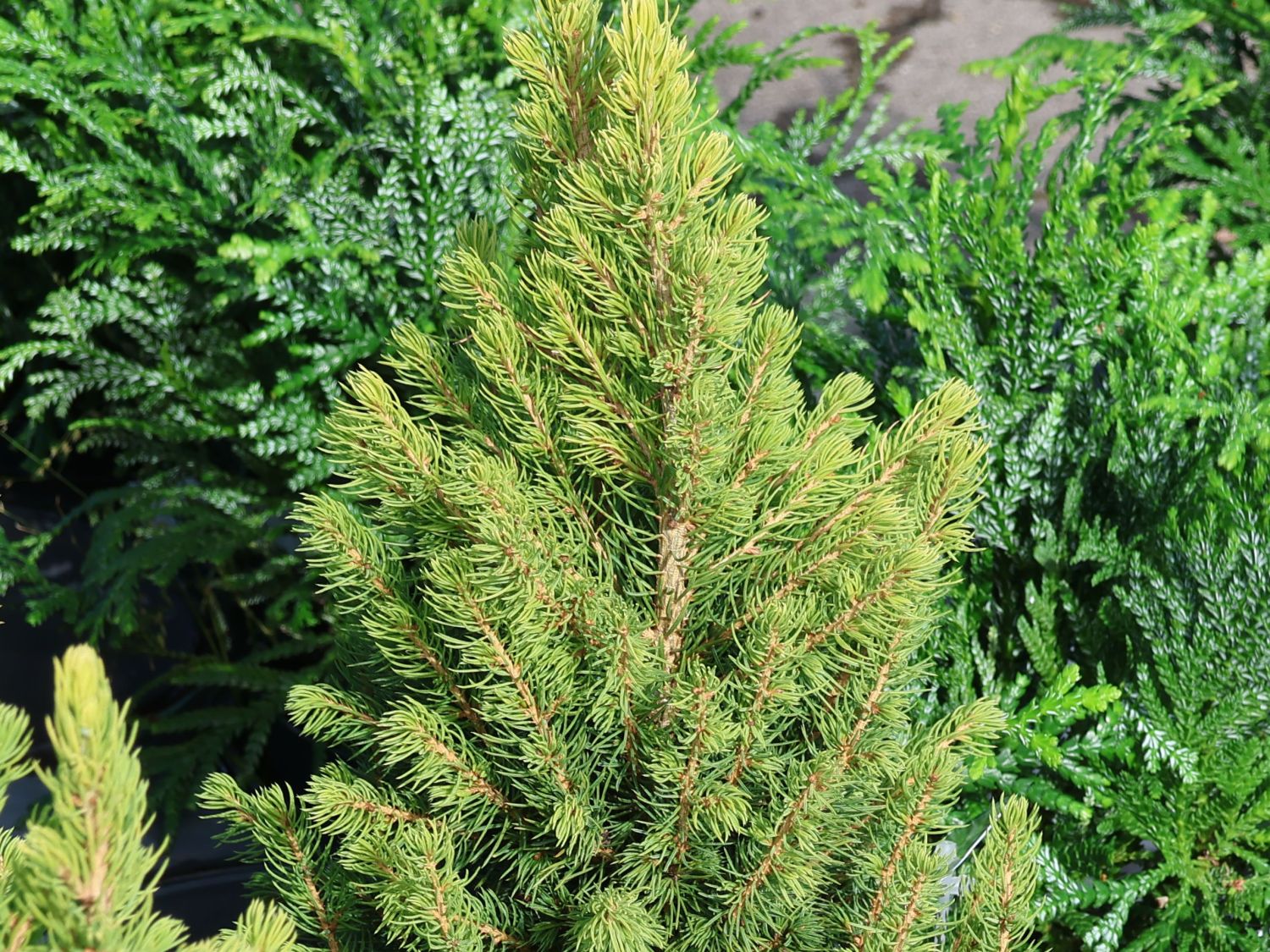 Fichte 'Rainbow's End' - Picea glauca 'Rainbow's End'