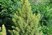 Fichte 'Rainbow's End' - Picea glauca 'Rainbow's End'