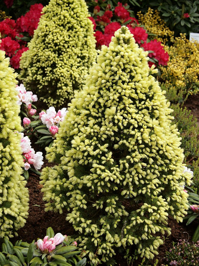 Fichte 'Rainbow's End' - Picea glauca 'Rainbow's End'