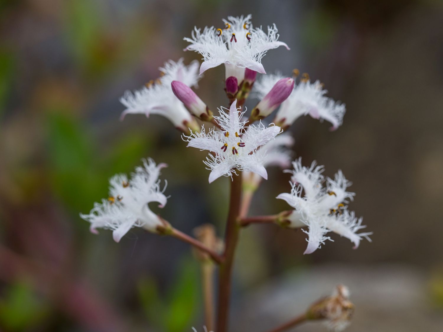 Fieberklee (Menyanthes)