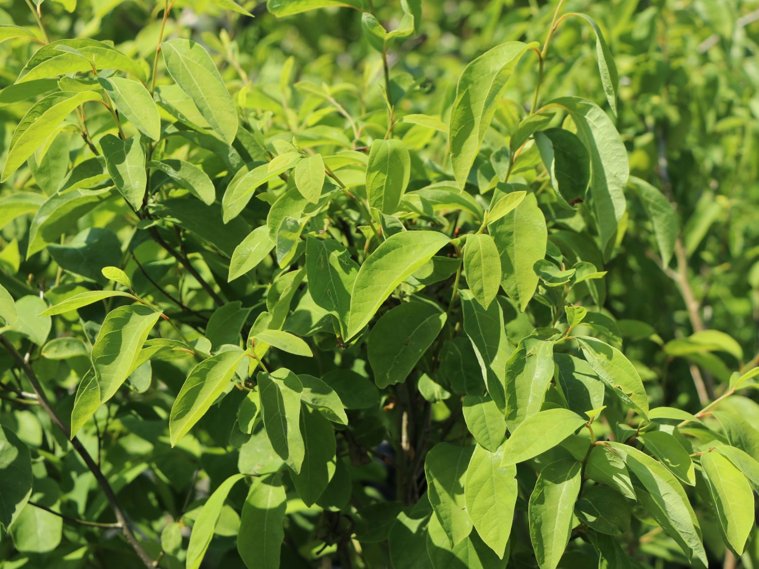 Fieberstrauch (Lindera)