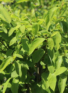 Fieberstrauch (Lindera)