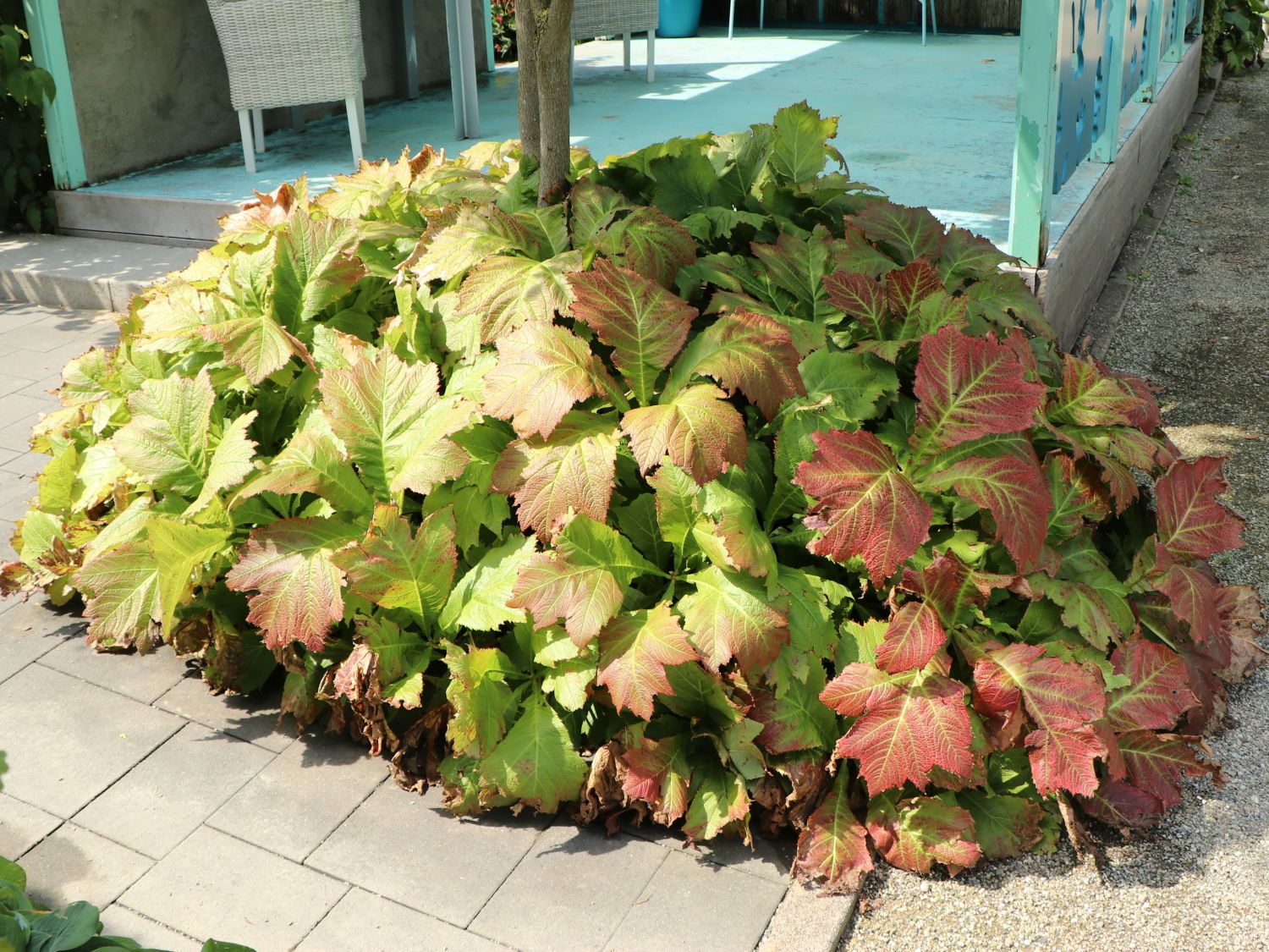 Fiederblättriges Schaublatt 'Braunlaub' - Rodgersia pinnata 'Braunlaub'