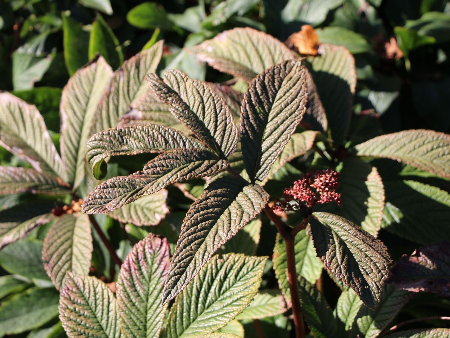 Fiederblättriges Schaublatt 'Chocolate Wings' ® - Rodgersia pinnata 'Chocolate Wings' ®