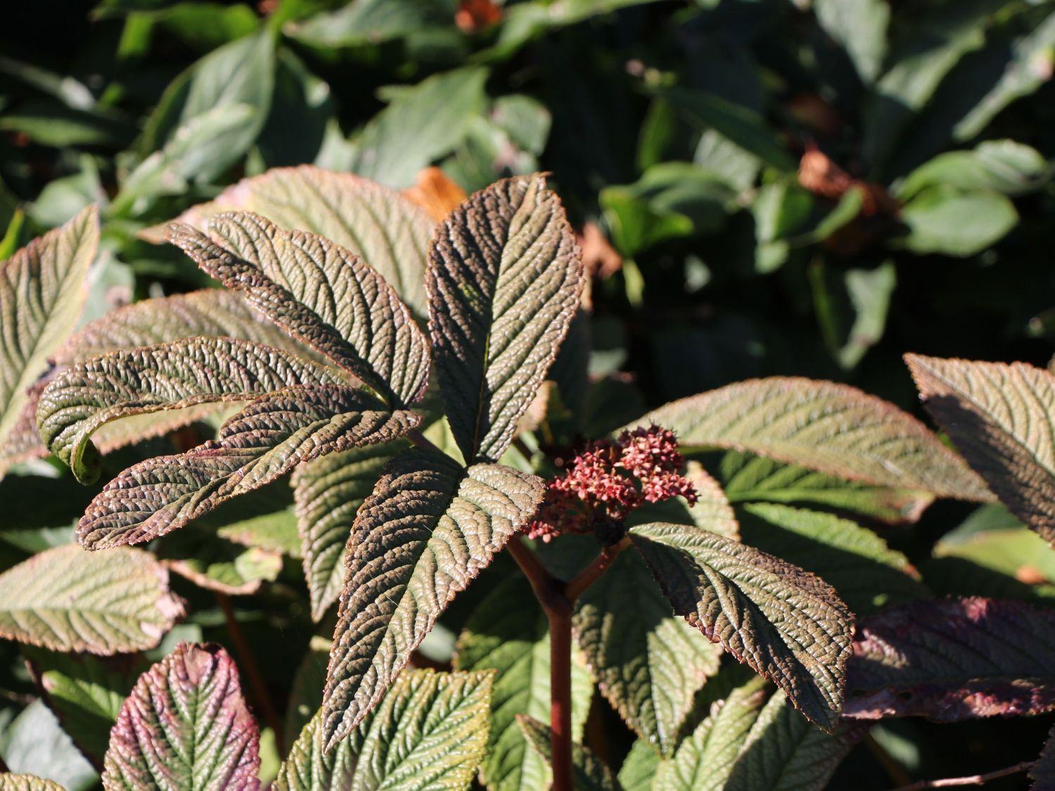 Schaublätter (Rodgersia)