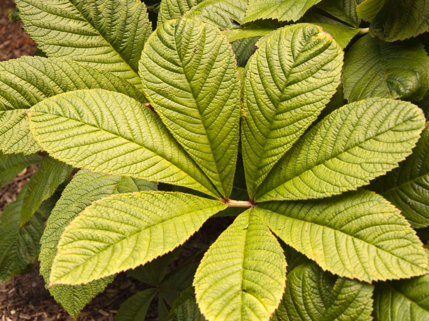Fiederblättriges Schaublatt - Rodgersia pinnata