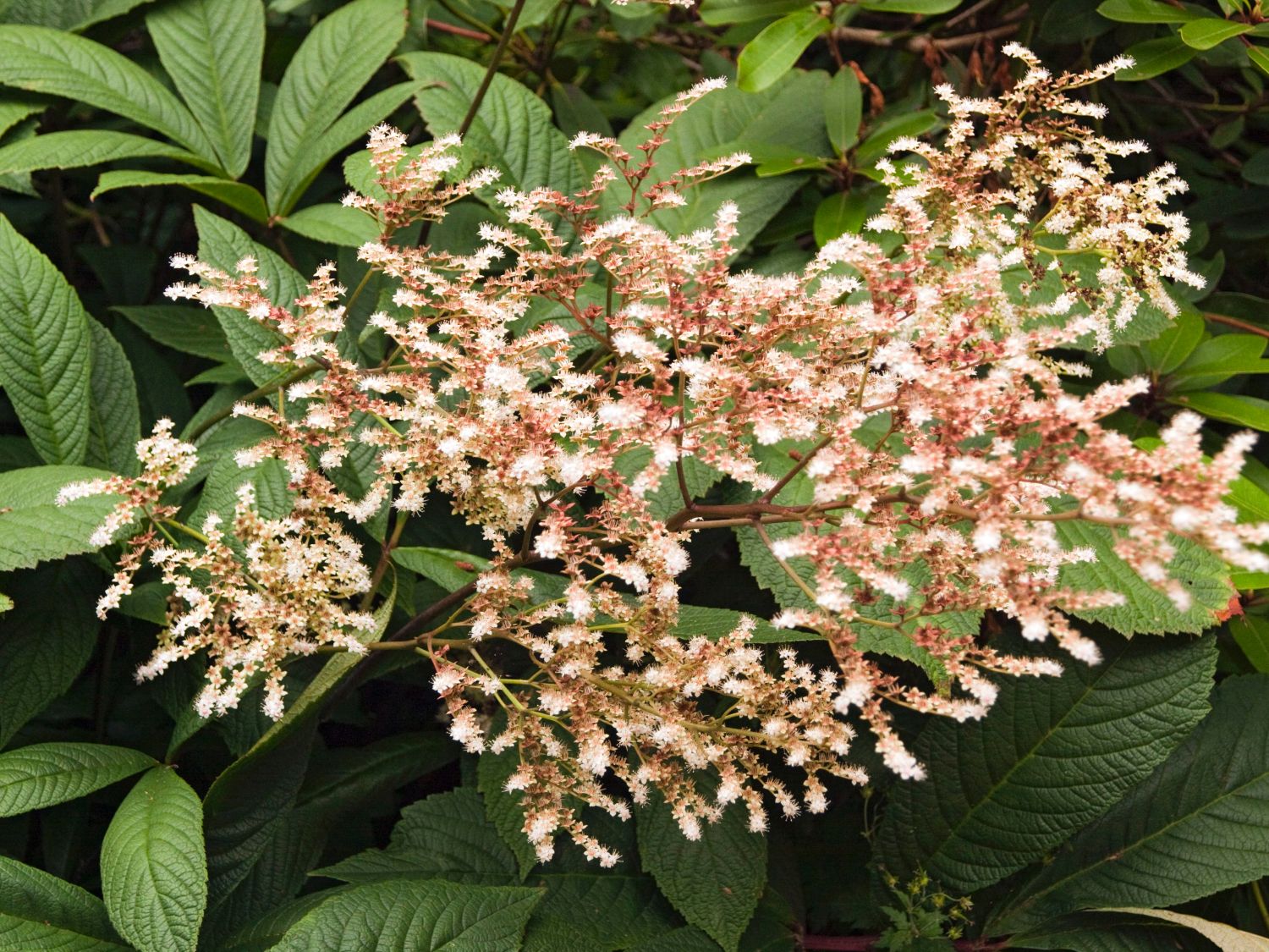 Fiederblättriges Schaublatt (Rodgersia pinnata) Info & Angebot