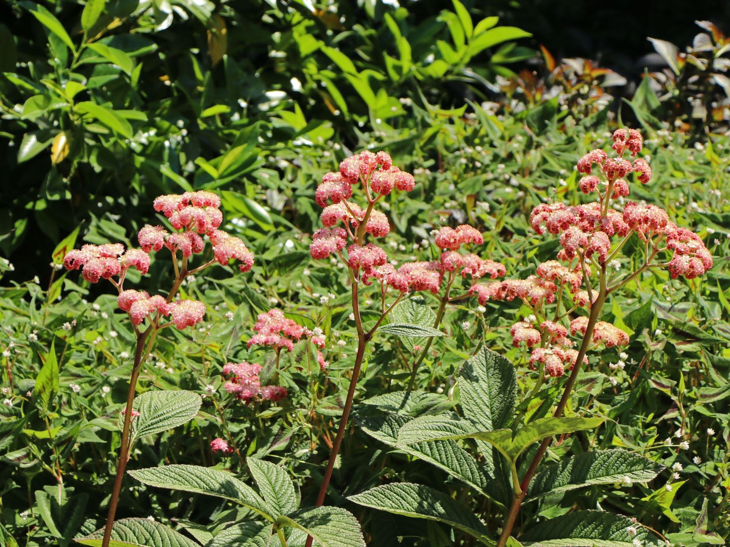 Fiederblättriges Schaublatt 'Superba'
