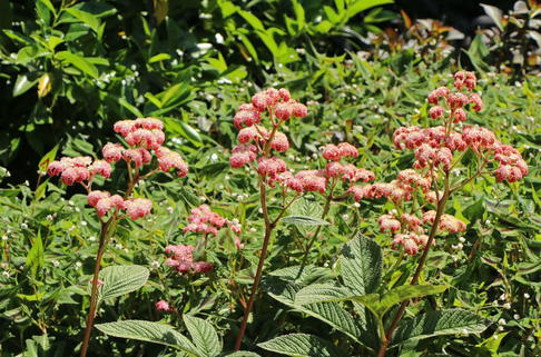 Fiederblättriges Schaublatt 'Superba' - Rodgersia pinnata 'Superba'
