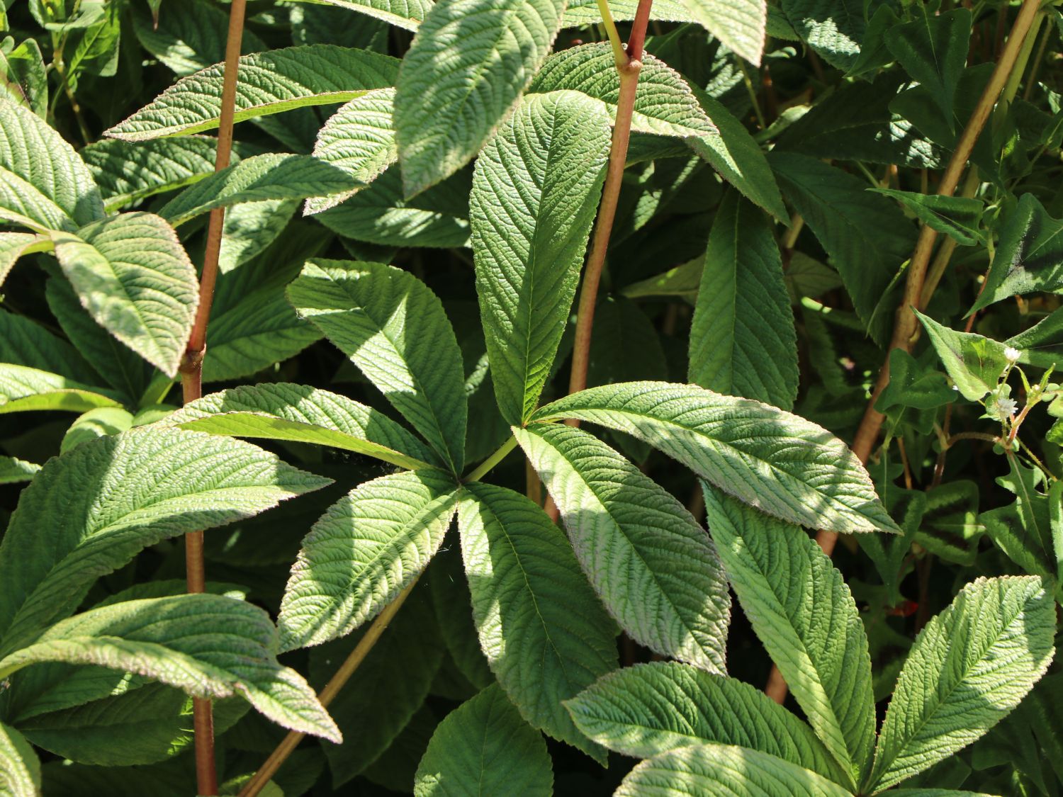 Fiederblättriges Schaublatt 'Superba' - Rodgersia pinnata 'Superba'