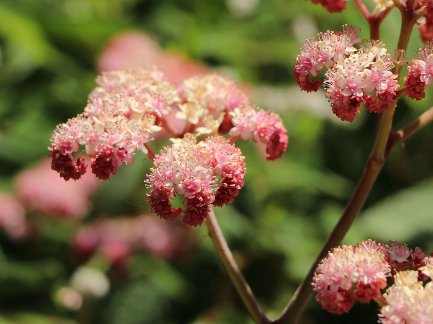 Fiederblättriges Schaublatt 'Superba' - Rodgersia pinnata 'Superba'