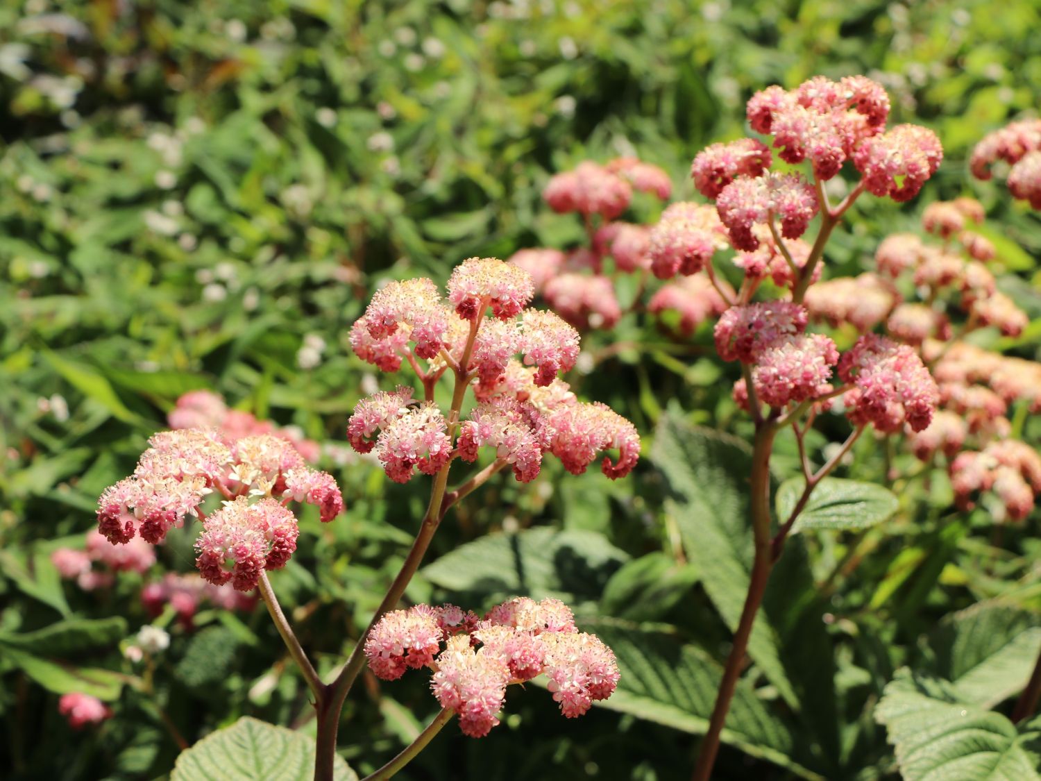 Fiederblättriges Schaublatt 'Superba' - Rodgersia pinnata 'Superba'