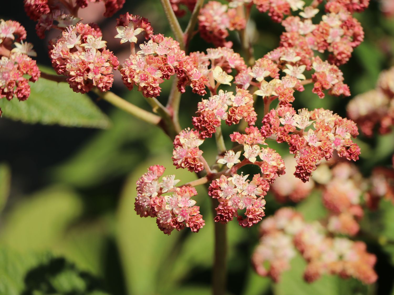 Fiederblättriges Schaublatt 'Superba' - Rodgersia pinnata 'Superba'