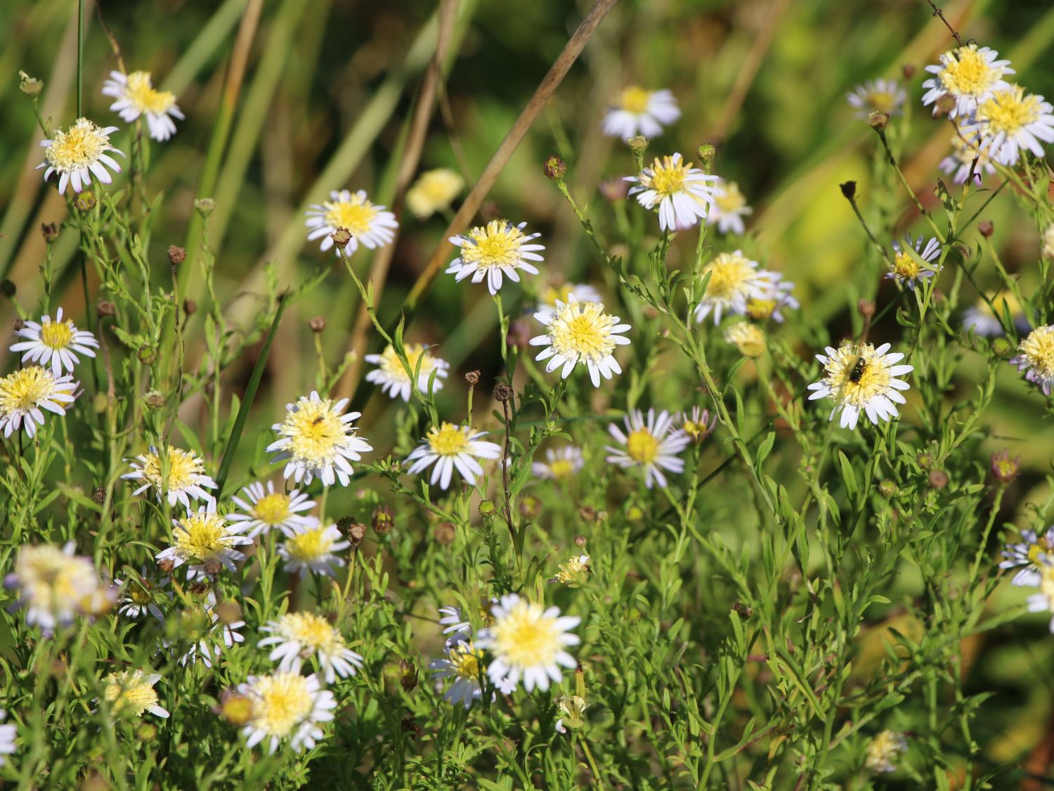 Fiederspaltige Schönaster