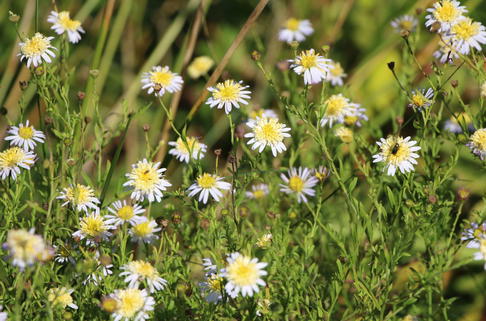 Fiederspaltige Schönaster - Kalimeris pinnatifida var. hortensis