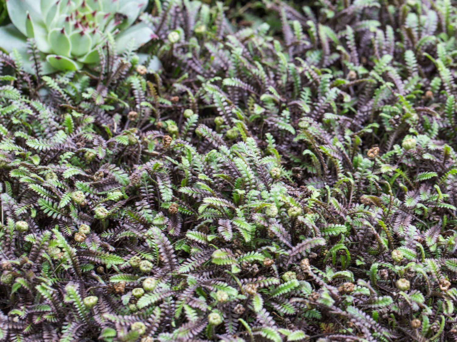 Schwarzgrüner Fiederteppich 'Platt's Black'