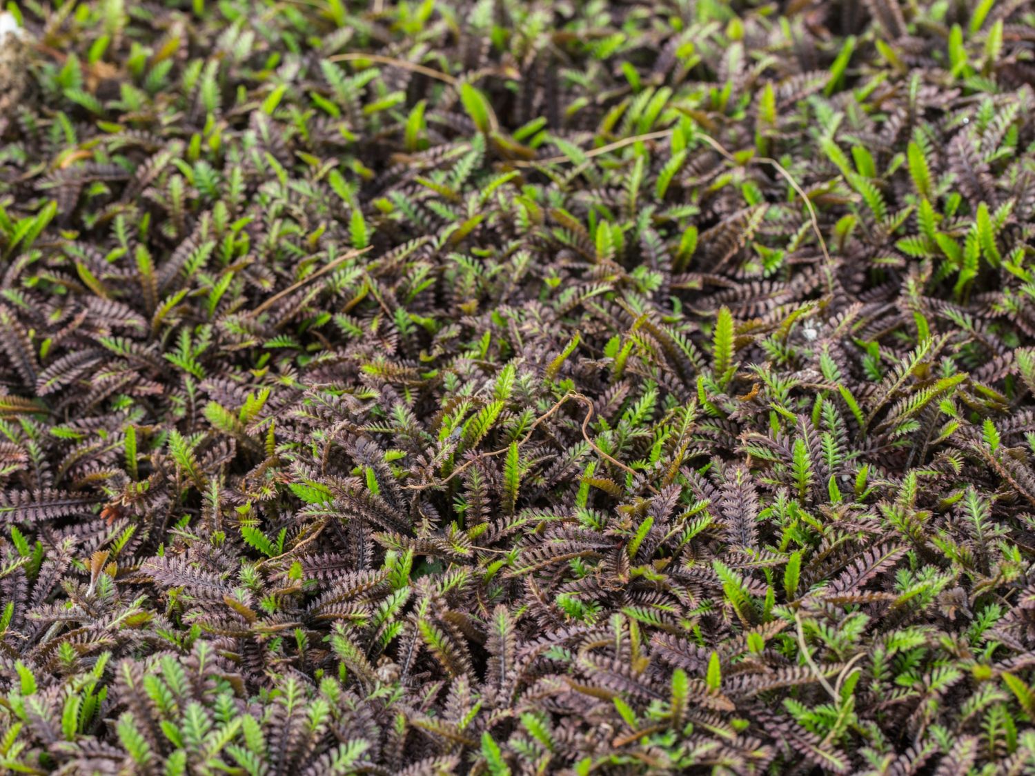 Laugenblumen (Cotula)