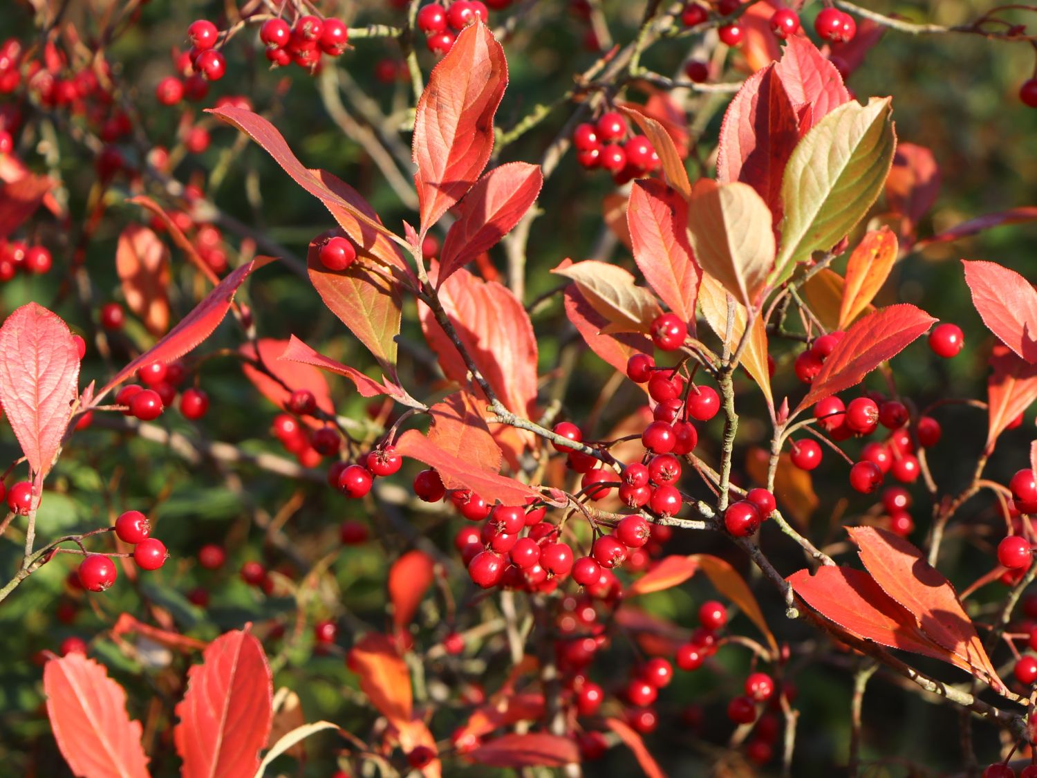 Filzige Apfelbeere - Aronia arbutifolia