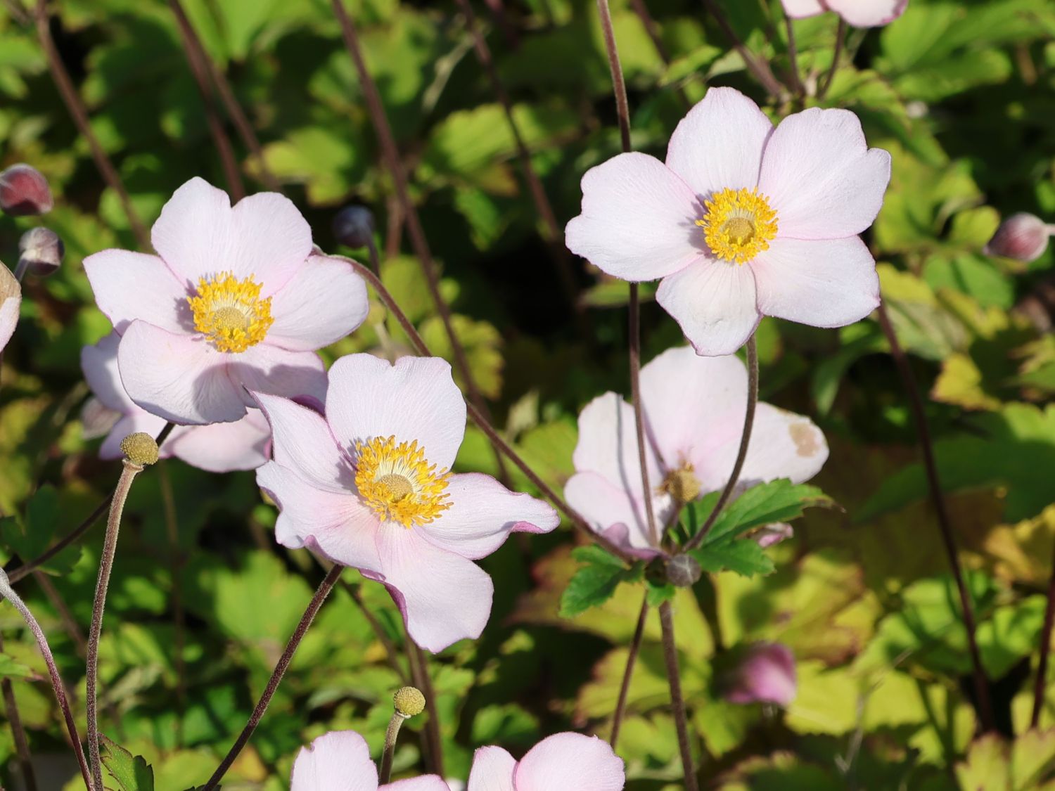 Filzige Herbst-Anemone 'Robustissima'