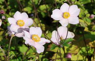 Filzige Herbst-Anemone 'Robustissima'