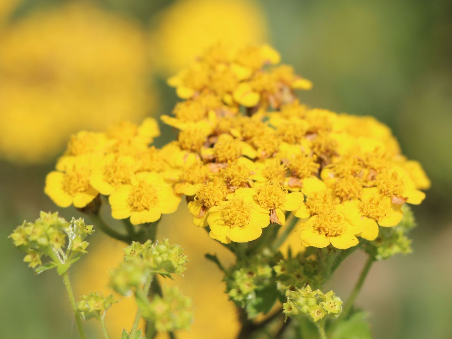 Filzige Teppich Garbe