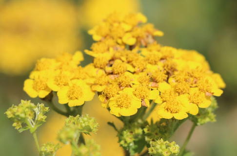 Filzige Teppich Garbe - Achillea tomentosa