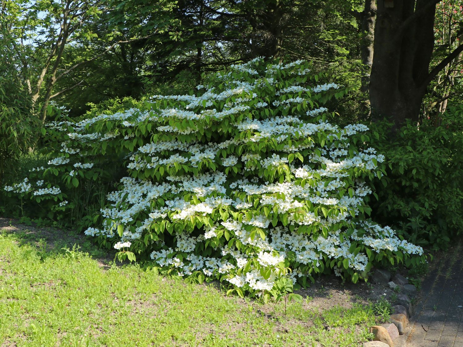 Filziger Japanischer Schneeball