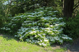 Filziger Japanischer Schneeball