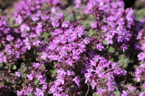 Filziger Thymian, Wolliger Thymian - Thymus praecox subsp. pseudolanuginosus