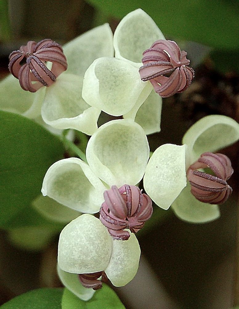 Fingerblättrige Klettergurke / Schokoladenwein 'Cream Form'