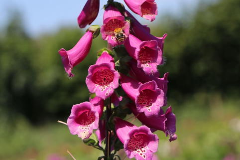 Fingerhut 'Castor Rose' - Digitalis purpurea 'Castor Rose'