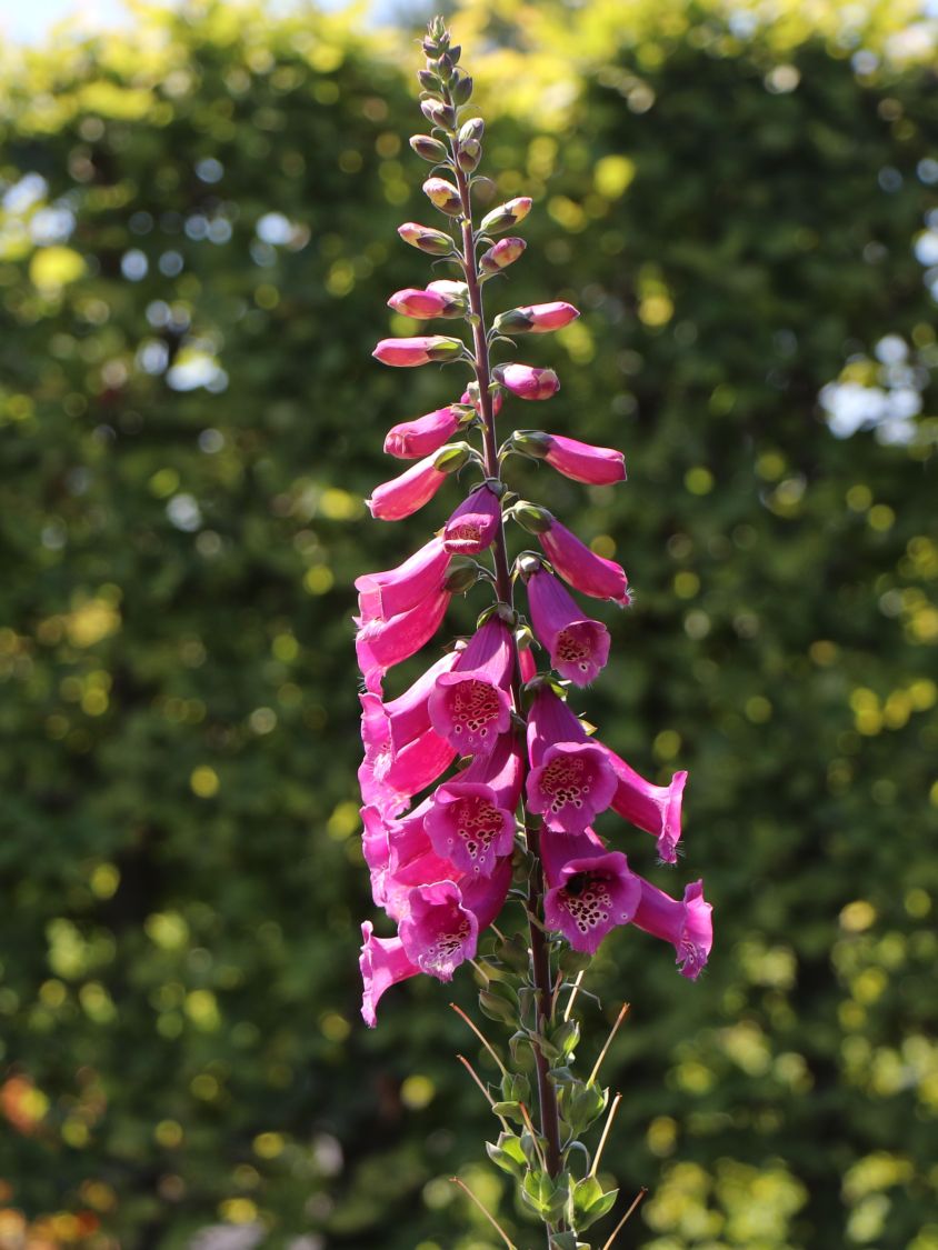 Fingerhut 'Castor Rose' - Digitalis purpurea 'Castor Rose'