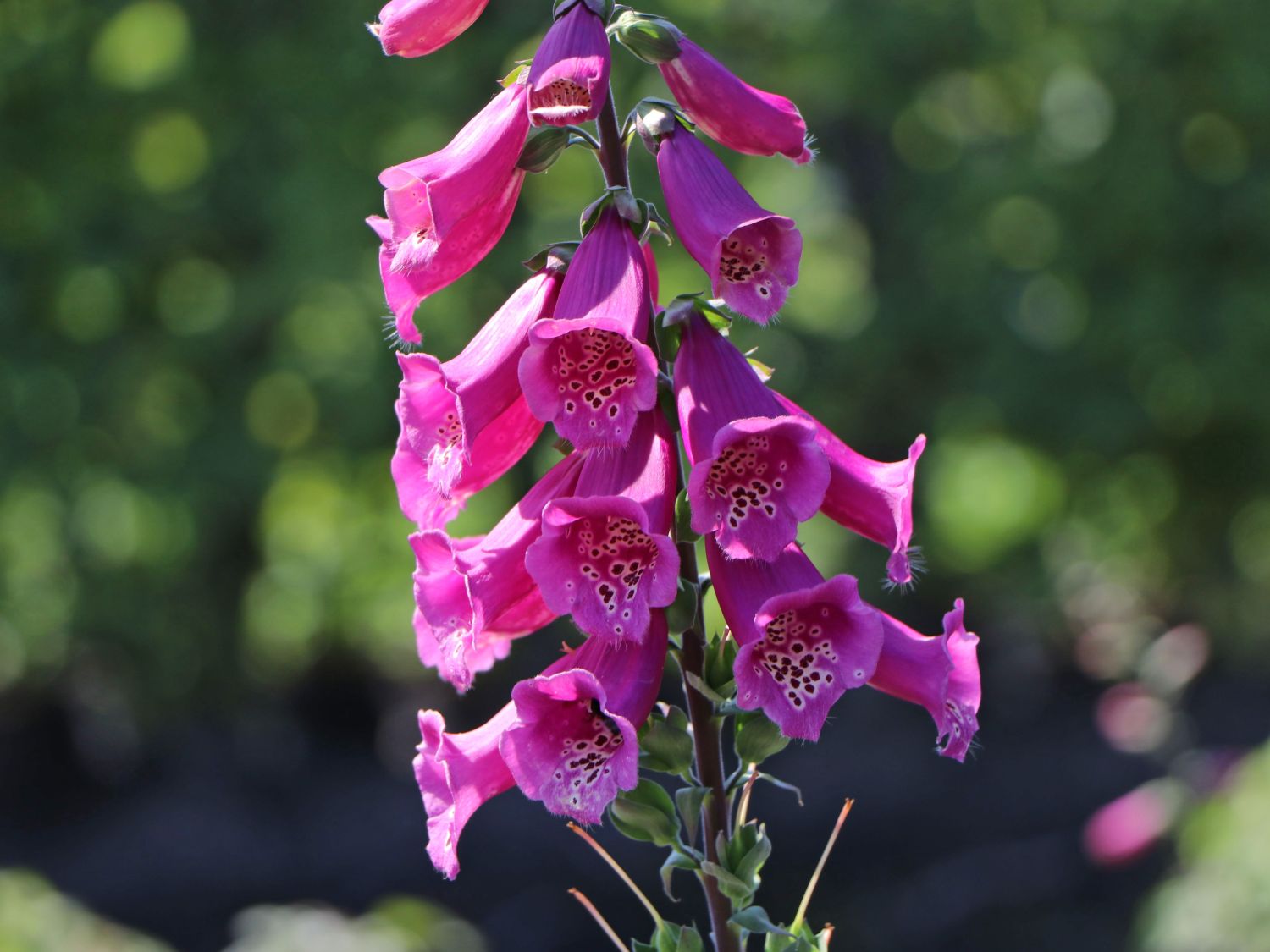 Fingerhut 'Castor Rose' - Digitalis purpurea 'Castor Rose'