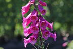 Fingerhut 'Castor Rose' - Digitalis purpurea 'Castor Rose'