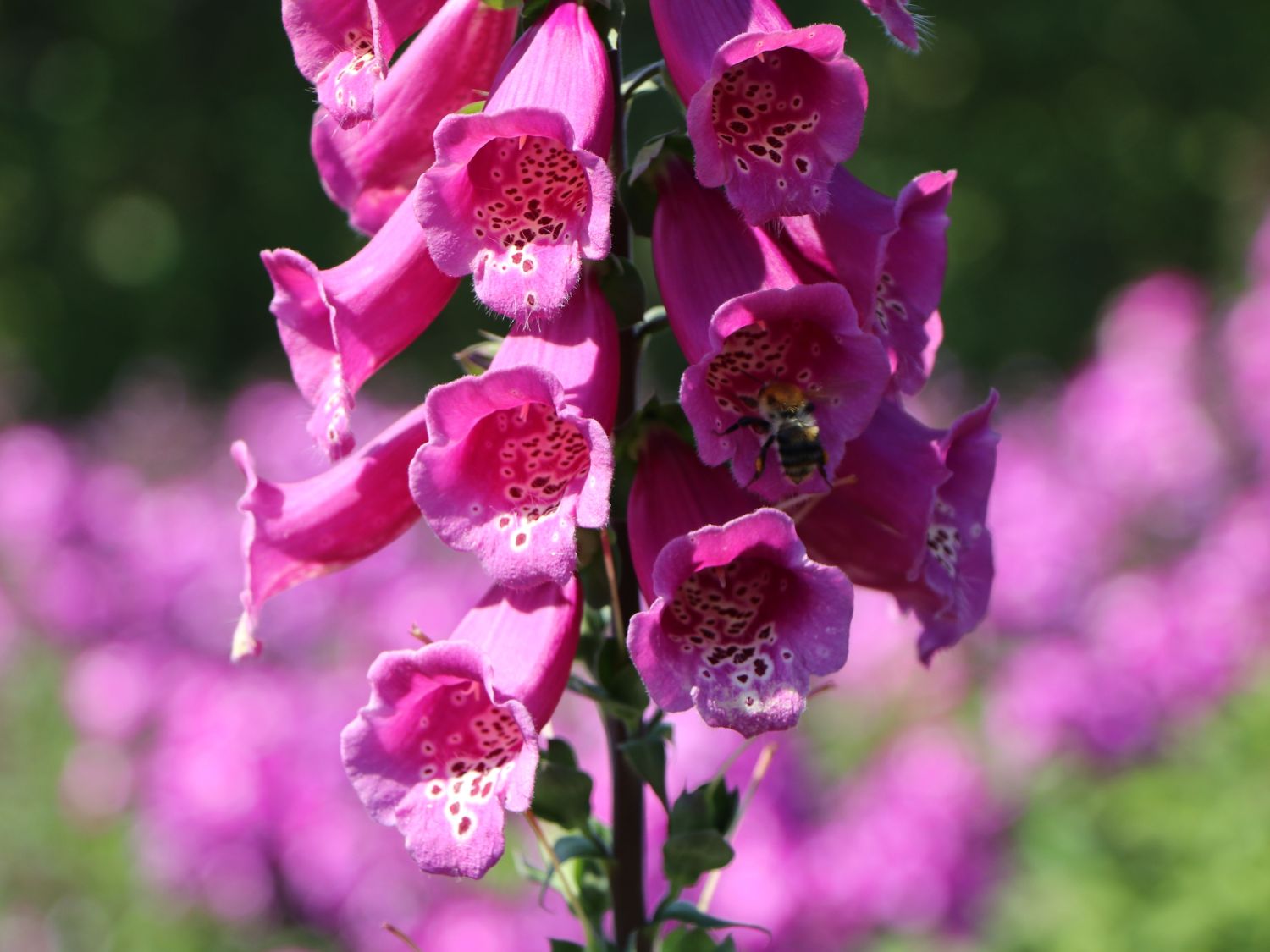 Fingerhut 'Castor Rose' - Digitalis purpurea 'Castor Rose'