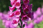 Fingerhut 'Castor Rose' - Digitalis purpurea 'Castor Rose'