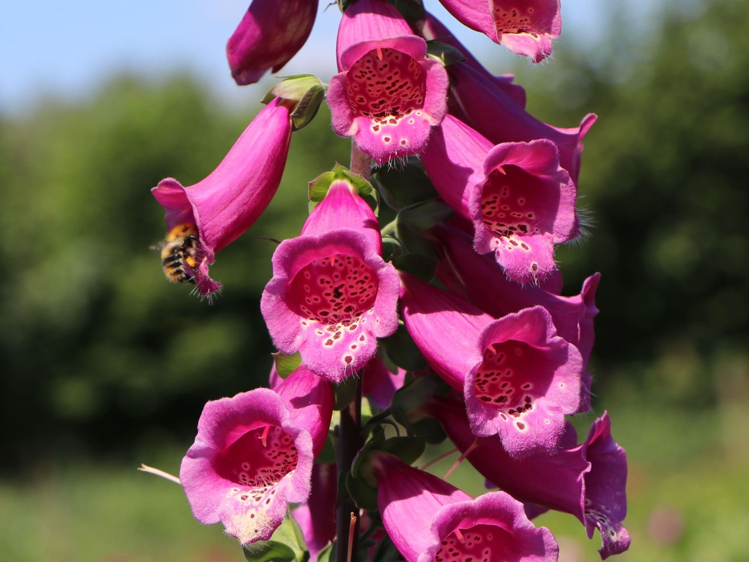 Fingerhut 'Castor Rose' - Digitalis purpurea 'Castor Rose'